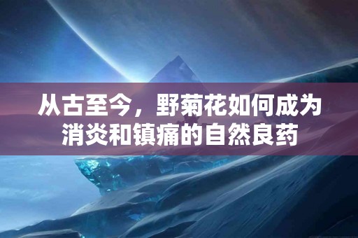 从古至今，野菊花如何成为消炎和镇痛的自然良药